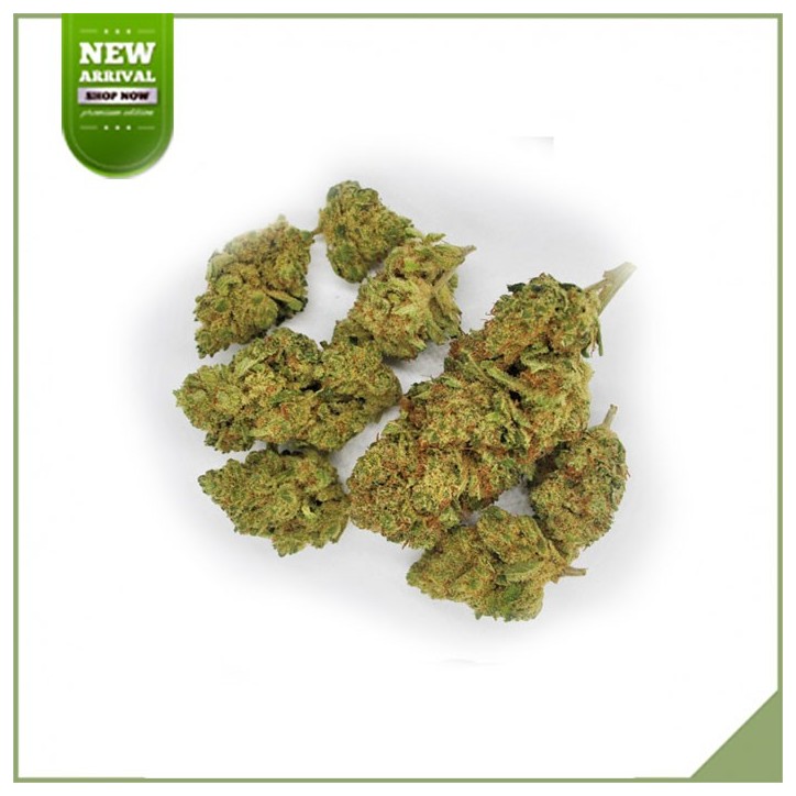 Fiori di cbd indoor - Moby Dick Salad Fiori di cbd indoor - Moby Dick Salad