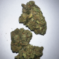 Fleurs Amnesia Indoor SFTB