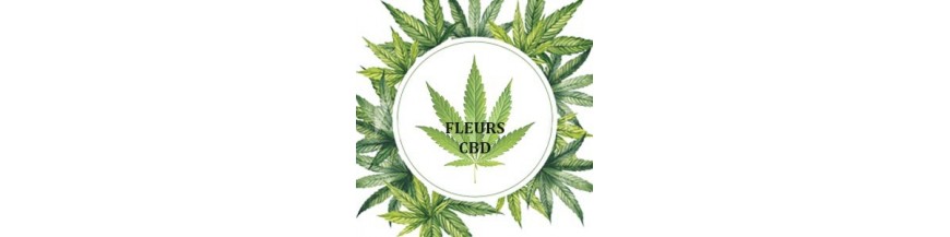 Achetez le meilleur des fleurs CBD Suisse | SFTB