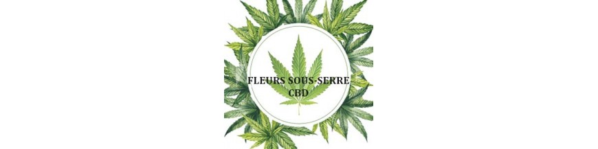 Les fleurs de cannabis CBD cultivés sous-serre - CBD Suisse shop
